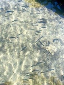 una manada de peces nadando en el agua en Agriturismo La Vecchia Chioderia en Grandola ed Uniti