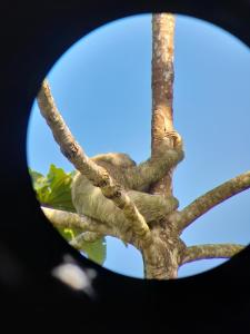 um macaco está sentado num galho de árvore em Onca Tours & Treehouses em San Rafael