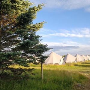 a row of tents in a field with a tree at Godaland Glamping in Hvolsvöllur