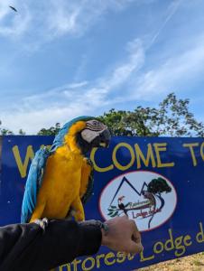 een kleurrijke papegaai zittend op een persoon hand voor een bord bij Rainforest Lodge del Rio in Portobelo