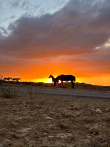 Petra Desert Dream Hotel في وادي موسى: اثنين من الخيول تتمشى على الطريق عند غروب الشمس