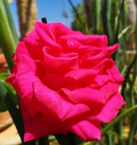 a red rose with water drops on it at Panorama Suite in Piazza Armerina