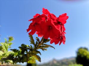 a red flower sitting on top of a plant at Panorama Suite in Piazza Armerina