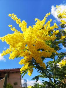 a tree full of yellow flowers against a blue sky at Panorama Suite in Piazza Armerina