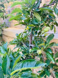 ein Baum mit vielen grünen Früchten darauf in der Unterkunft Himalayan Sun Cottage in Srinagar