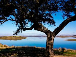 un árbol frente a un lago en A Nossa Estrela nº7, en Póvoa de São Miguel 2 fotos más