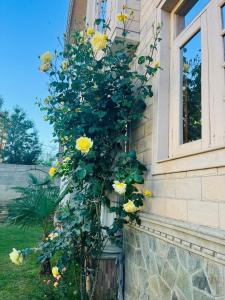 eine Pflanze mit gelben Blumen an der Seite eines Hauses in der Unterkunft Himalayan Sun Cottage in Srinagar