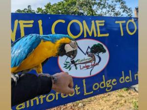 un pappagallo blu e giallo seduto su un cartello di Rainforest Lodge del Rio a Portobelo