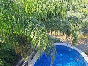 a palm tree sitting next to a swimming pool at Vila Manor in Midrakh ‘Oz