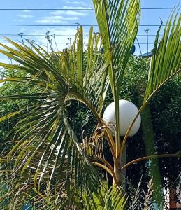 a palm tree with a white ball in it at COZY COTTAGE® 