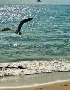 a bird flying over the water at the beach at Atlantic Waves Accommodation in Carcavelos
