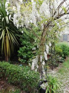 kwitnące drzewo z białymi kwiatami w ogrodzie w obiekcie La Tropicale-Maison au calme avec 1 chambre w mieście Nantes