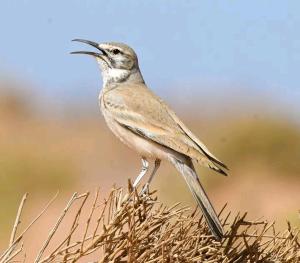 Riad Dades Birds في بومالن: طير يقف فوق بعض العشب