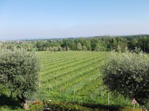 Zahrada ubytování Villa Paradiso