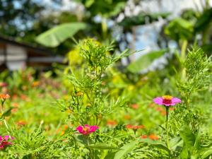 Jardín al aire libre en Almendros Eco-Villas