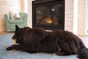 Domácí mazlíčci ubytovaní s hosty v ubytování Le Loonix- Chalet familiale avec Spa