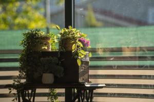 um grupo de plantas sentadas numa mesa ao lado de uma janela em Palomino house em Sinj