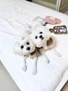 dos perros blancos están sentados en una cama en Willoughby Heights 温馨卧房, en Langley
