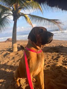 un perro sentado en la playa junto a una palmera en Kudos club en Las Lajas