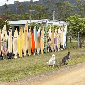 two cats sitting in front of a row of surfboards at NOFOMO AT ADVENTURE BAY in Adventure Bay