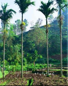 Jardin de l'établissement Moksha eco villa Ella