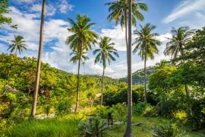a group of palm trees in a field of grass at Echo Beach Hostel in Baan Tai