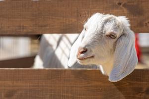キャンプ場の敷地内または近くにいる動物