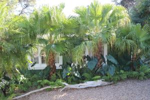 a group of palm trees in front of a house at The Moreporks Cottage in Ostend +5 photos