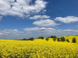 a yellow rapeseed field with trees in the background at Erzgebirgshaus in Kurort Altenberg
