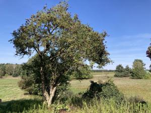 Φωτογραφία από το άλμπουμ του Ferienhaus Im Spreewald σε Markische Heide +2 φωτογραφίες