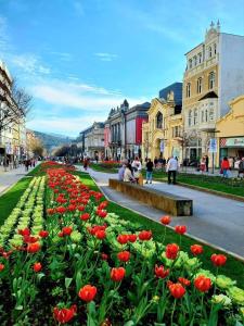 a street with red flowers in a city with buildings at Diamante house com garagem privada in Braga