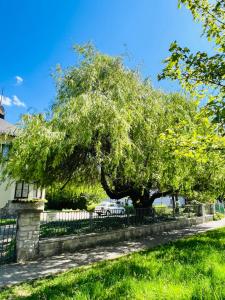 順佩爾克的住宿－Penzion Villa Ancora，栅栏前的大树