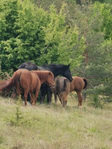 grupa koni stojących na polu w obiekcie Ranč Crna stina w mieście Livno