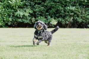 Domácí mazlíčci ubytovaní s hosty v ubytování Audleys Wood Hotel, Basingstoke