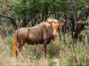 a brown animal with horns standing in a field at Thaba eNtle Private Boutique Game Farm in Thabazimbi