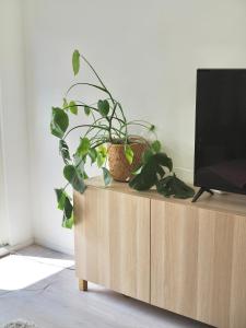 a tv sitting on top of a wooden cabinet with plants at Cozy two-room condo with private balcony in Helsinki