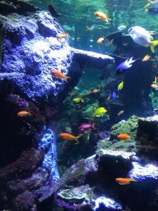 um grupo de peixes num aquário em Appartement 3 couchages em Arques