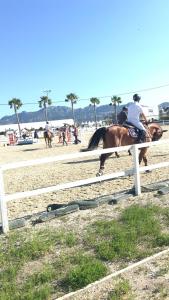 a person riding a horse over a fence on the beach at Chalet OLIVA NOVA in Oliva