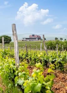 a field of vines with a building in the background at Katarzyna estate - L'Ambassade de Katarzyna in Svilengrad