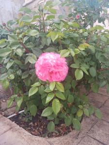 Eine rosa Rose wächst im Garten in der Unterkunft Village perfume in Kalavryta