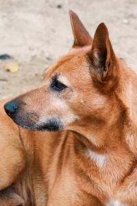 un perro marrón tirado en la arena en Pousada Roy Bonete en Ilhabela