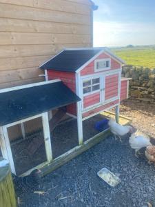 a chicken coop with chickens standing around it at Island View Apartment in Miltown Malbay