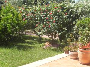 einen Garten mit einem Busch aus roten Rosen in der Unterkunft Angenehme Ferienwohnung mit Balkon, umgeben von einem Garten in Banjole