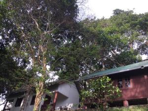 dom z drzewem przed nim w obiekcie D view hill hotel w mieście Kuala Tahan