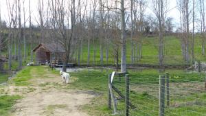 Zahrada ubytování Cabane au bord d'un étang
