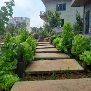 Gallery image of mộc châu homestay in Làng Môn