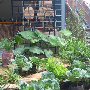 um jardim com muitas alfaces e plantas em mộc châu homestay em Làng Môn