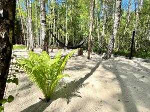 Billede fra billedgalleriet på Grabina For Rest- domki w lesie i Mostki