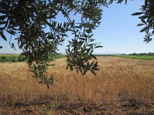 Paesaggio naturale nelle vicinanze of country house