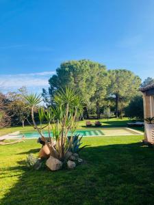 un jardín con una palmera y una piscina en Le Patio, chambres d hôtes pour adultes en Camargue, possibilité de naturisme à la piscine,, en Aimargues